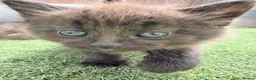British Longhair cats for sale: 3 x female British longhair kittens - Advert 6