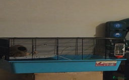 Hamster rodents for sale: Female Syrian hamster  - Image 4