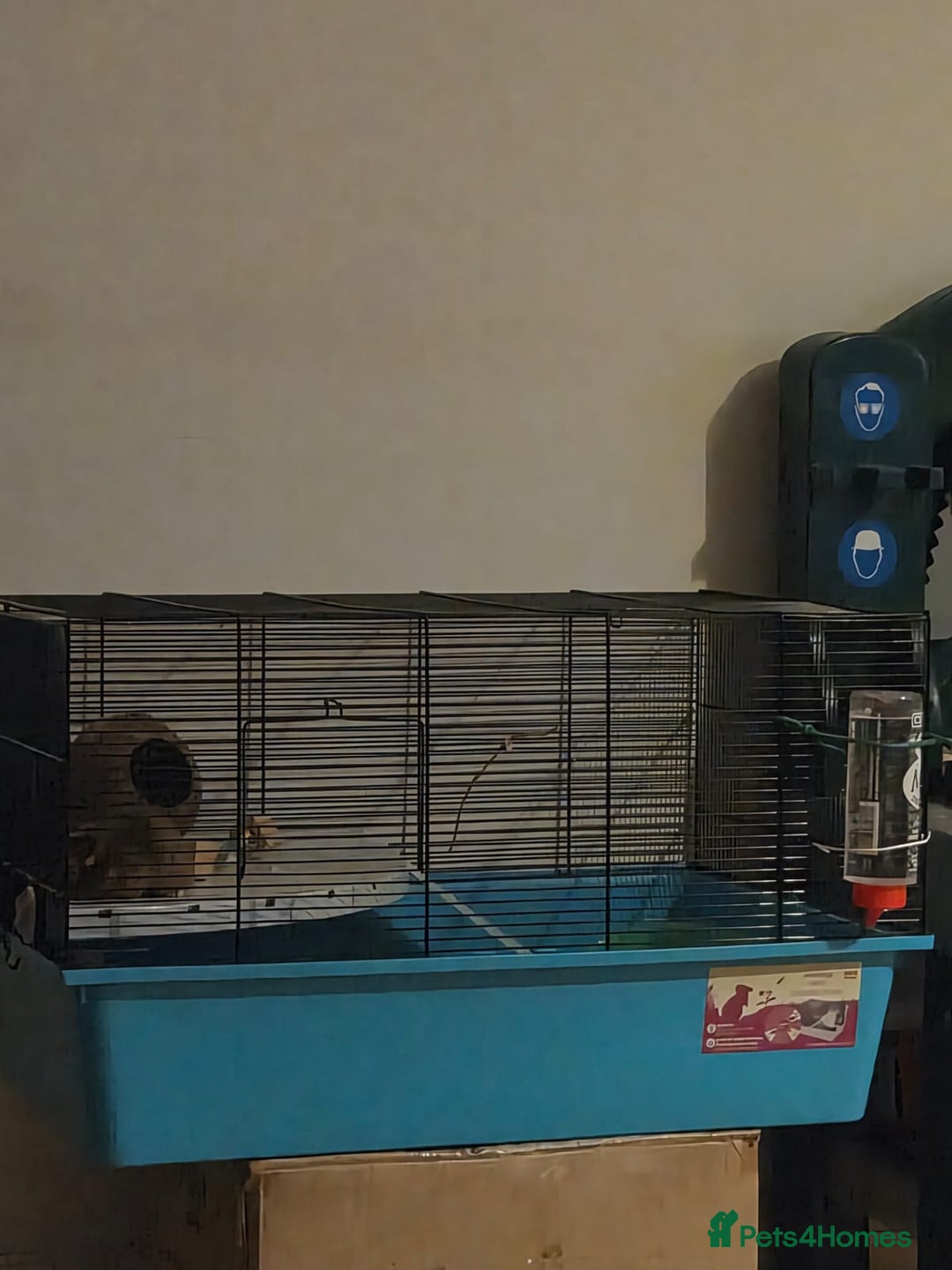 Hamster rodents for sale: Female Syrian hamster  - Image 4
