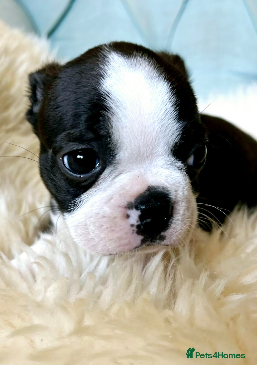 Boston Terrier dogs for sale: Top show quality KC registered Boston pups  - Image 4