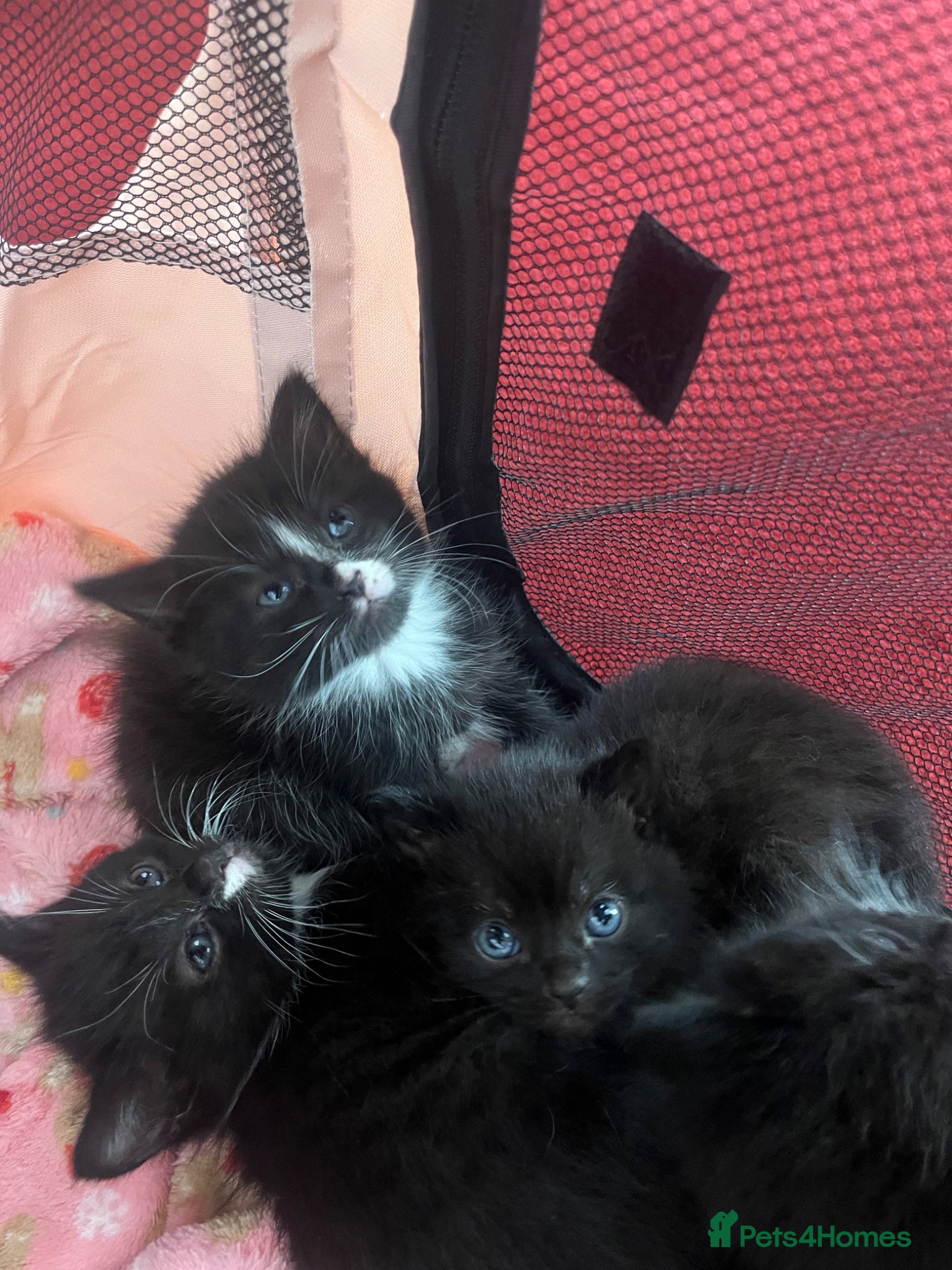 Mixed Breed cats Black and white fluffy kittens  - Advert 15