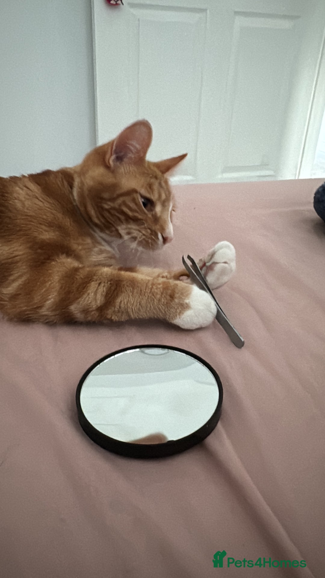 Mixed Breed cats for sale: Marla ginger cat  - Advert 14