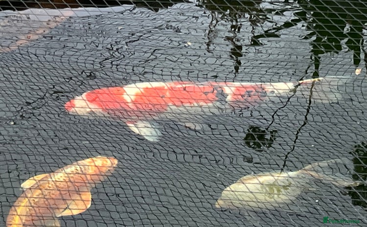 Koi Carp fish - Advert 3