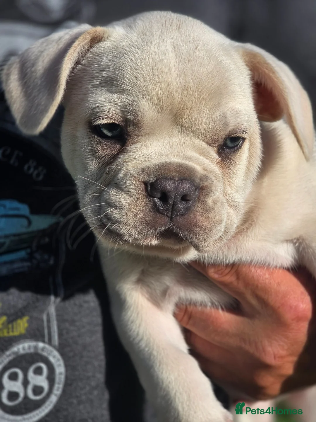 French Bulldog dogs for sale: French Bulldog puppies  - Advert 11