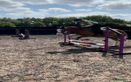 Welsh Section C horses for sale: godebog ulrika 14.2 - Image 3