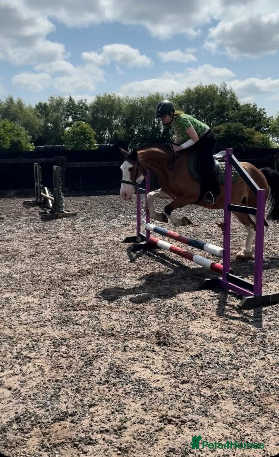 Welsh Section C horses for sale: godebog ulrika 14.2 - Image 3