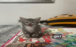 Mixed Breed cats for sale: Mix maine cone kittens  - Image 5