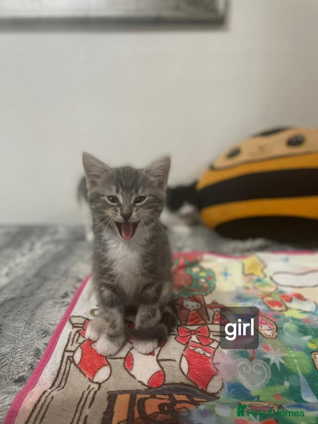 Mixed Breed cats for sale: Mix maine cone kittens  - Image 5