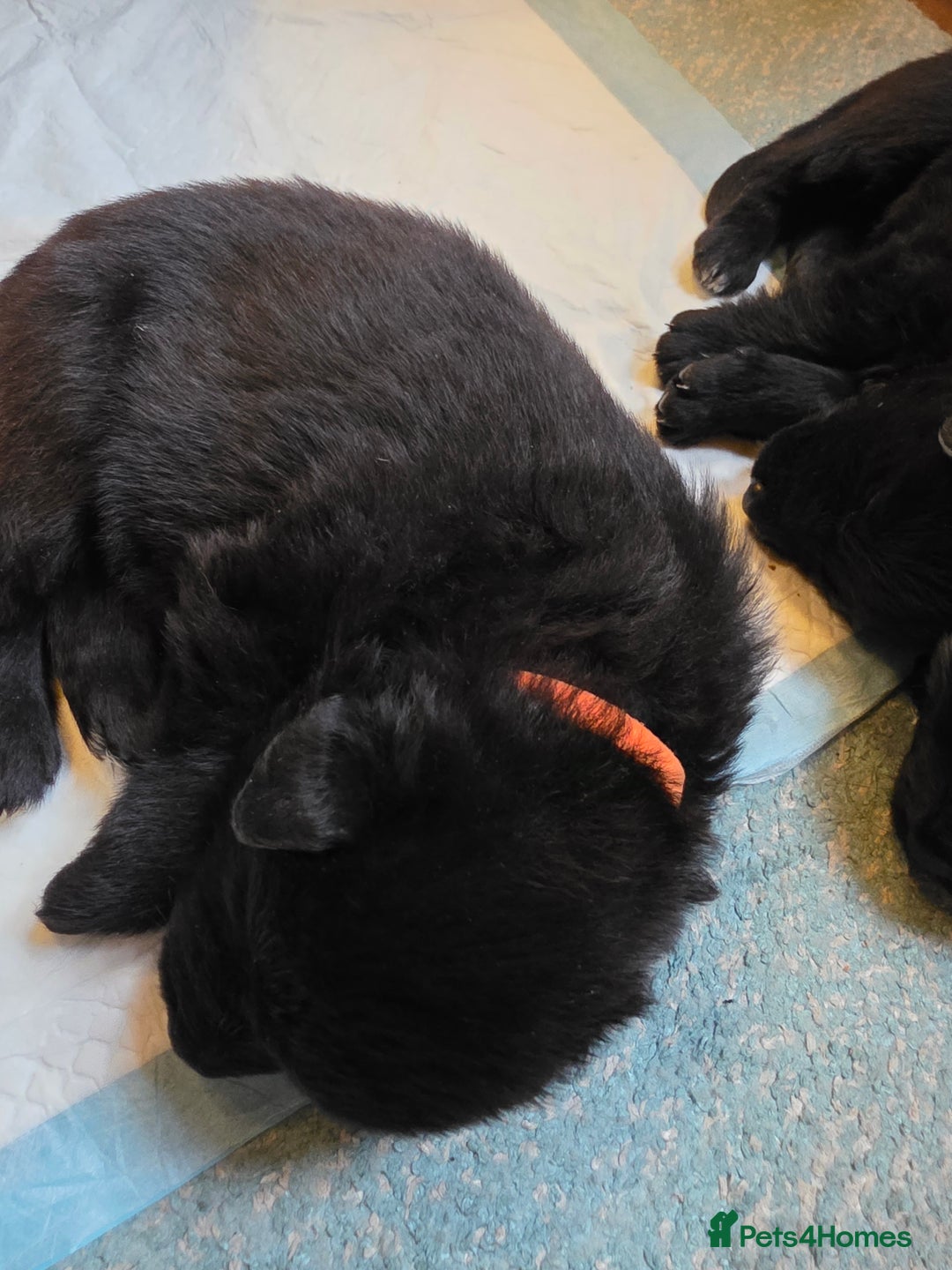 German Shepherd dogs for sale: Rare All-Black GSD Girls - Parents Owned & Present - Advert 13