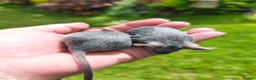 Mouse rodents for sale: Beautiful female mice available lots of colours - Advert 8
