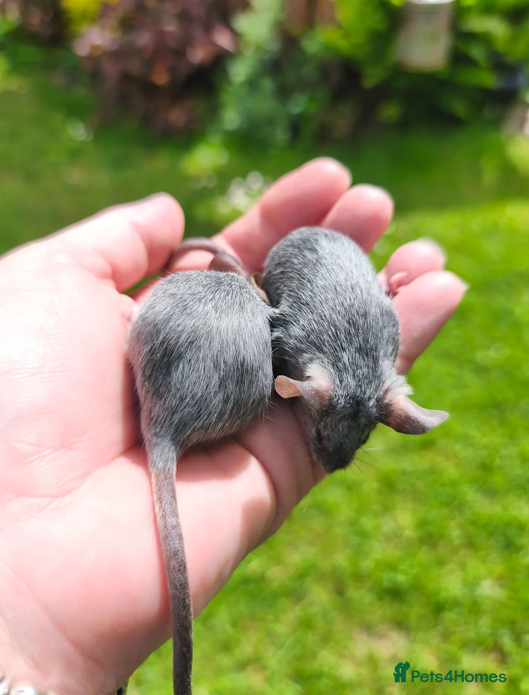 Mouse rodents for sale: Beautiful female mice available lots of colours - Advert 8