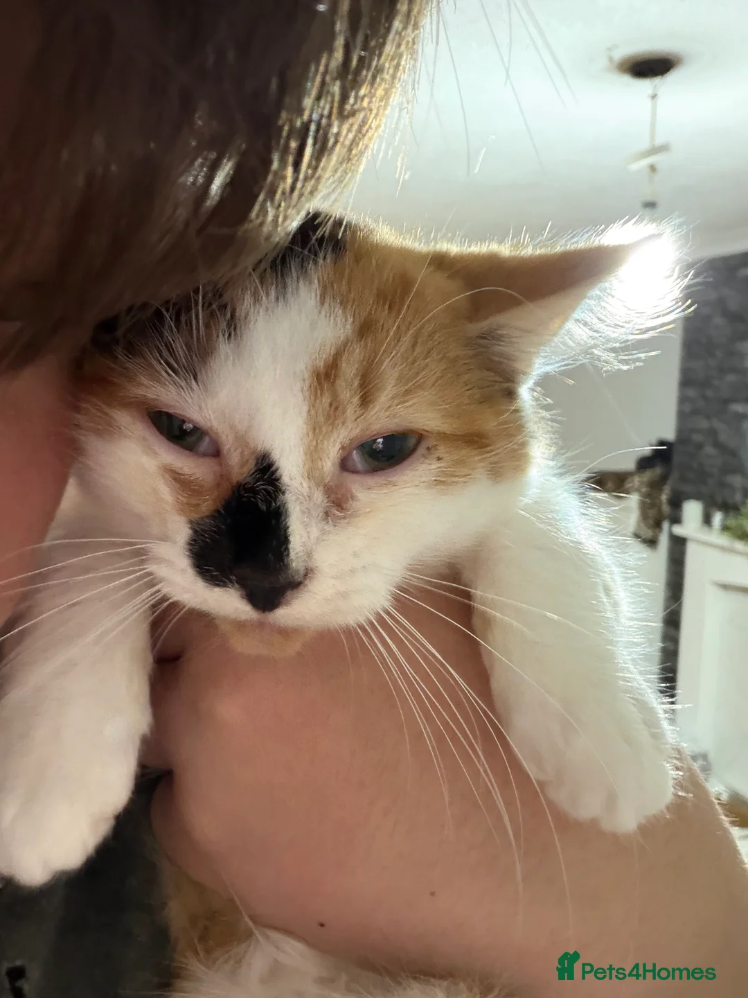 Mixed Breed cats for sale: 4x mixed breed kittens age 5 months old - Advert 7