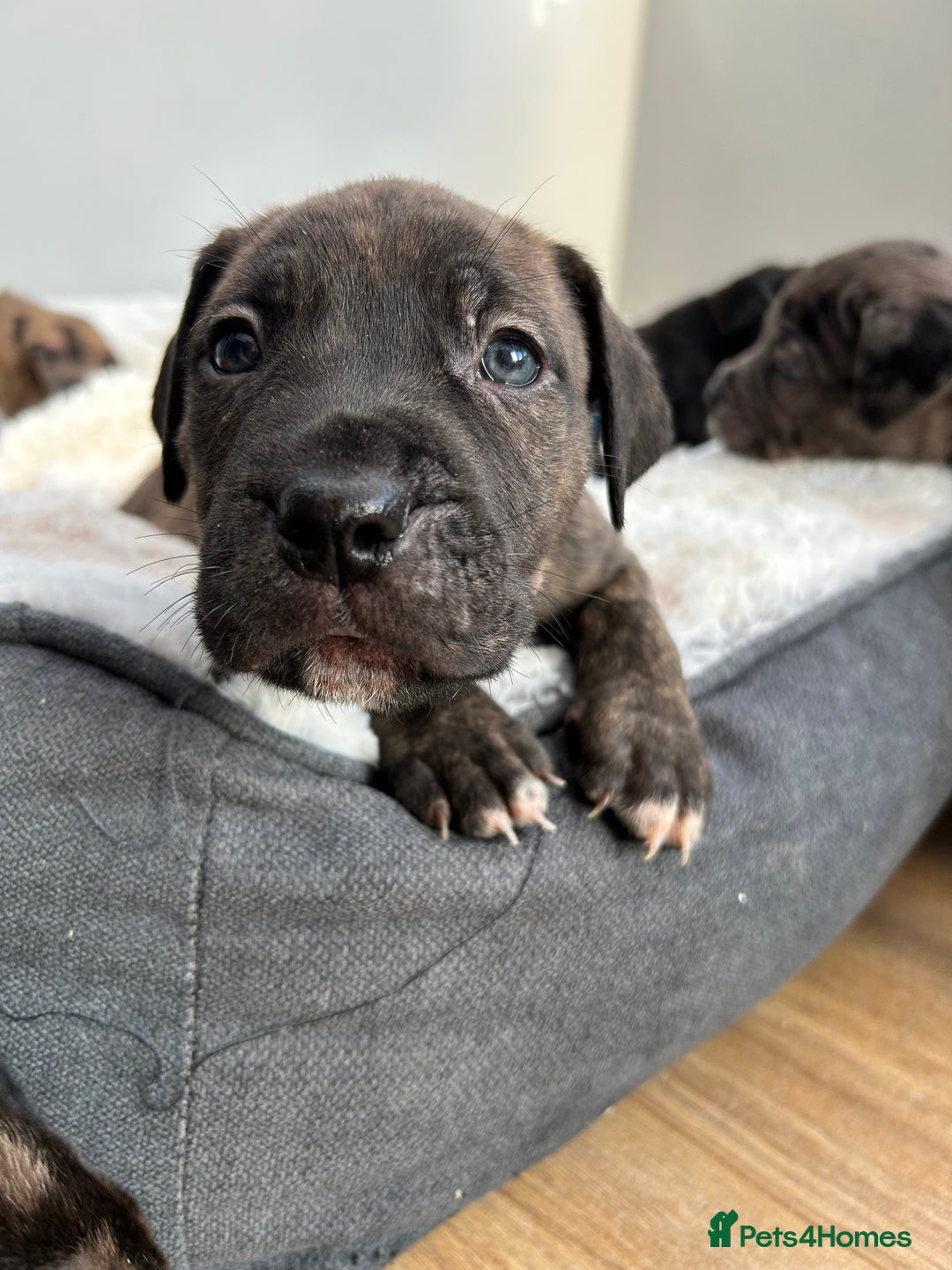 Mixed Breed dogs for sale: mastiff pups🐾 - Advert 5