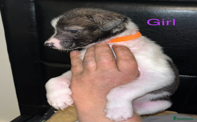 Mixed Breed dogs - Advert 6