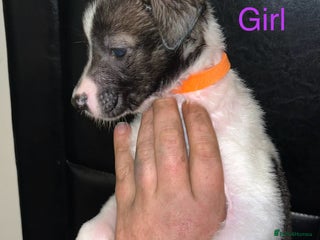 Mixed Breed dogs - Advert 35