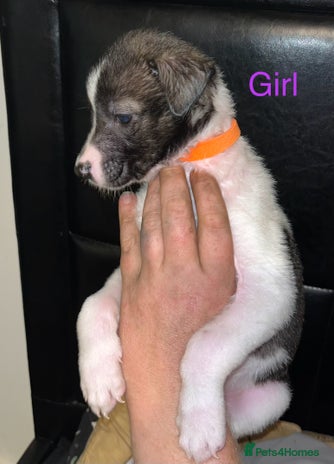 Mixed Breed dogs - Advert 5