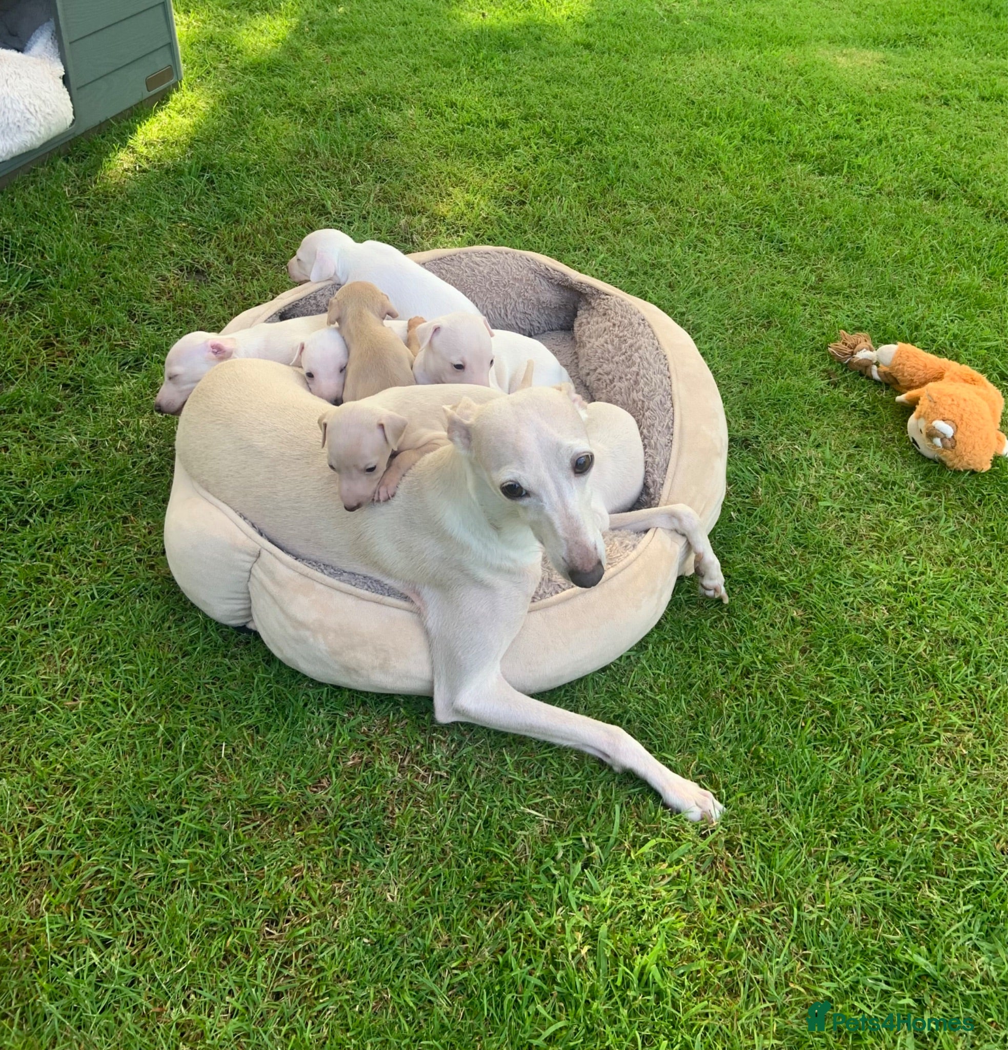 Italian Greyhound dogs KC Italian greyhound puppies East. Europ lineage - Advert 19