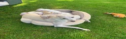 Italian Greyhound dogs for sale: KC Italian greyhound puppies East. Europ lineage - Advert 5