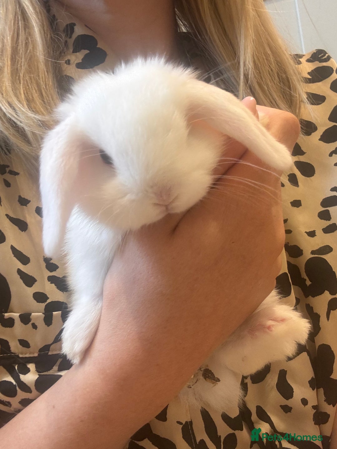 Mini Lop rabbits for sale: Mini lop rabbits  - Image 5