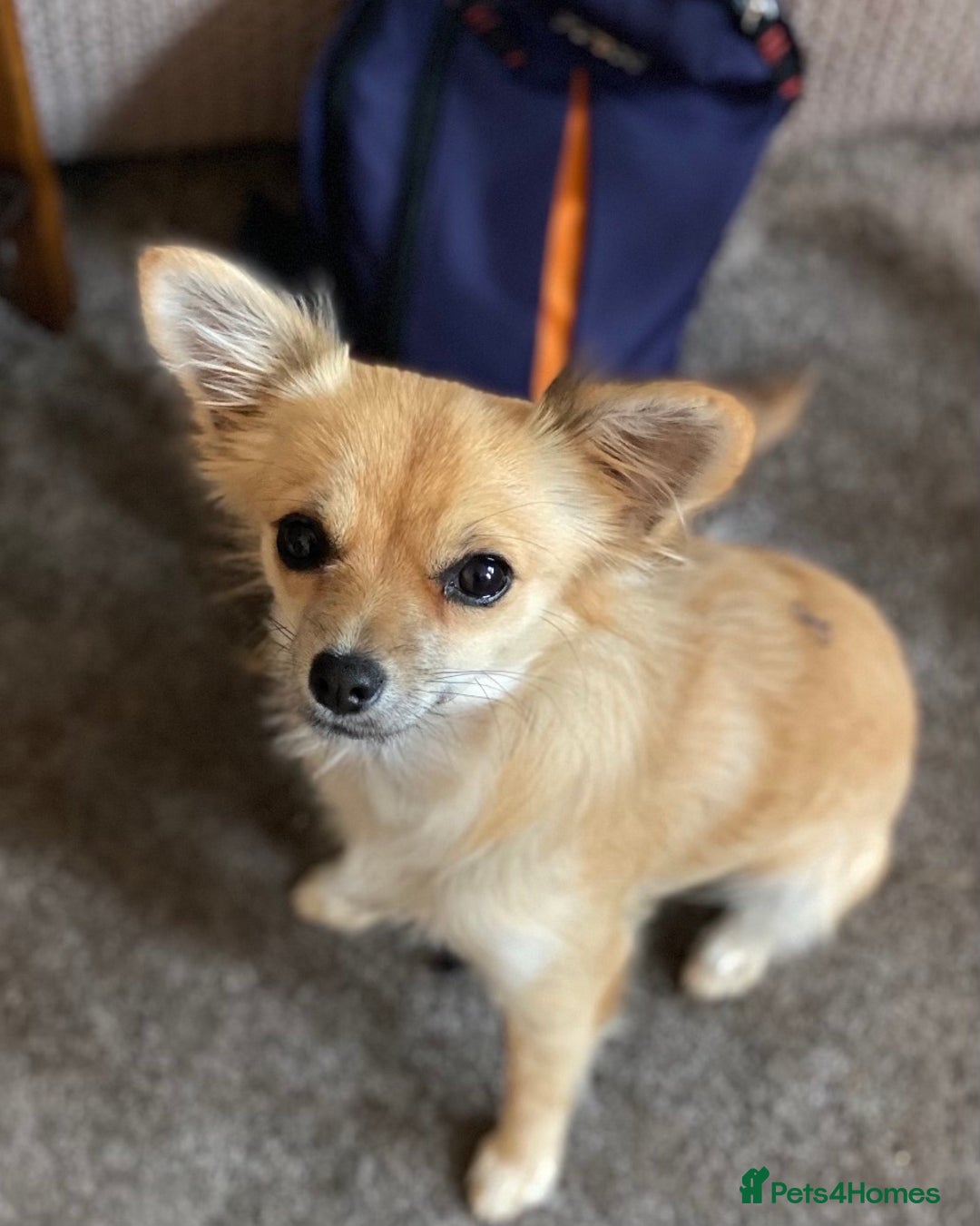 Chipoo dogs for sale: Beautiful Chipoo Pups - Image 3