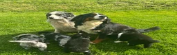 Bernese Mountain Dog dogs for sale: Beautiful Bordernese Puppies - Advert 9