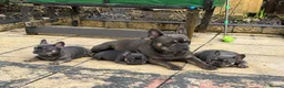 French Bulldog dogs for sale: Playful French Bulldog Puppies avaiable in Bromley - Advert 6