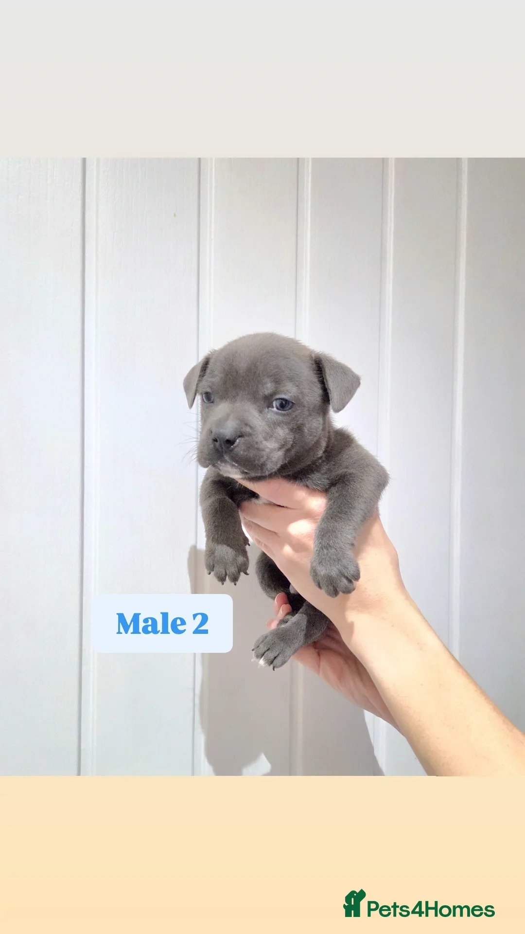 Staffordshire Bull Terrier dogs for sale: Exceptional Blue Staffordshire Bull terrier pups - Advert 4