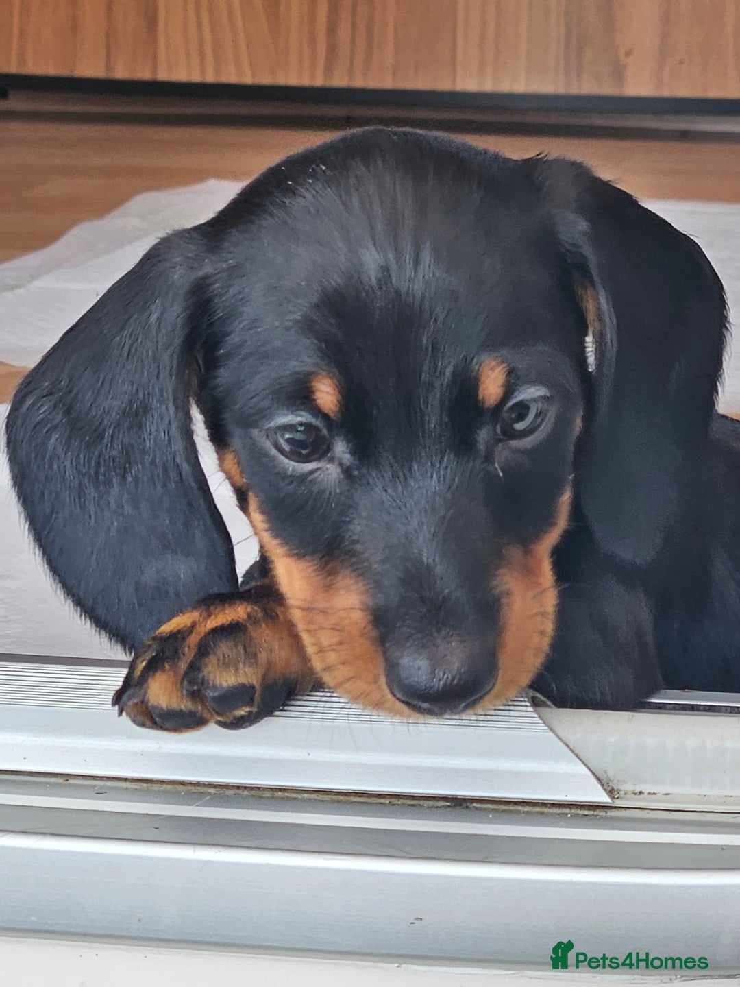 Dachshund dogs for sale: Miniature Dachsunds ready 2/9 - Image 35