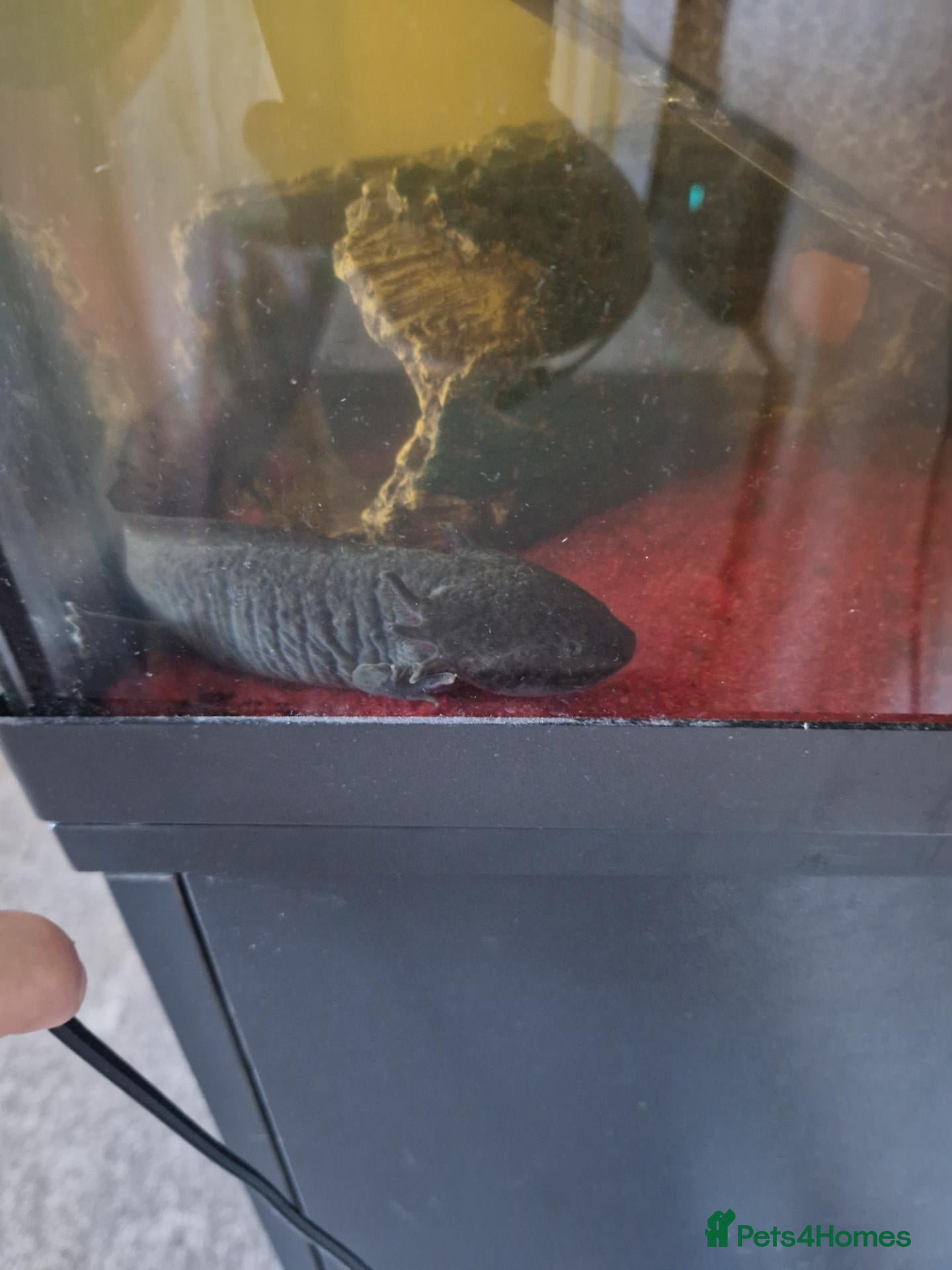 Other/Mixed Breed fish axolotl fish and a tank - Advert 2