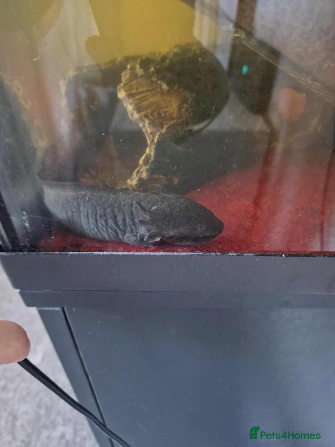 Other/Mixed Breed fish for sale: axolotl fish and a tank - Advert 1