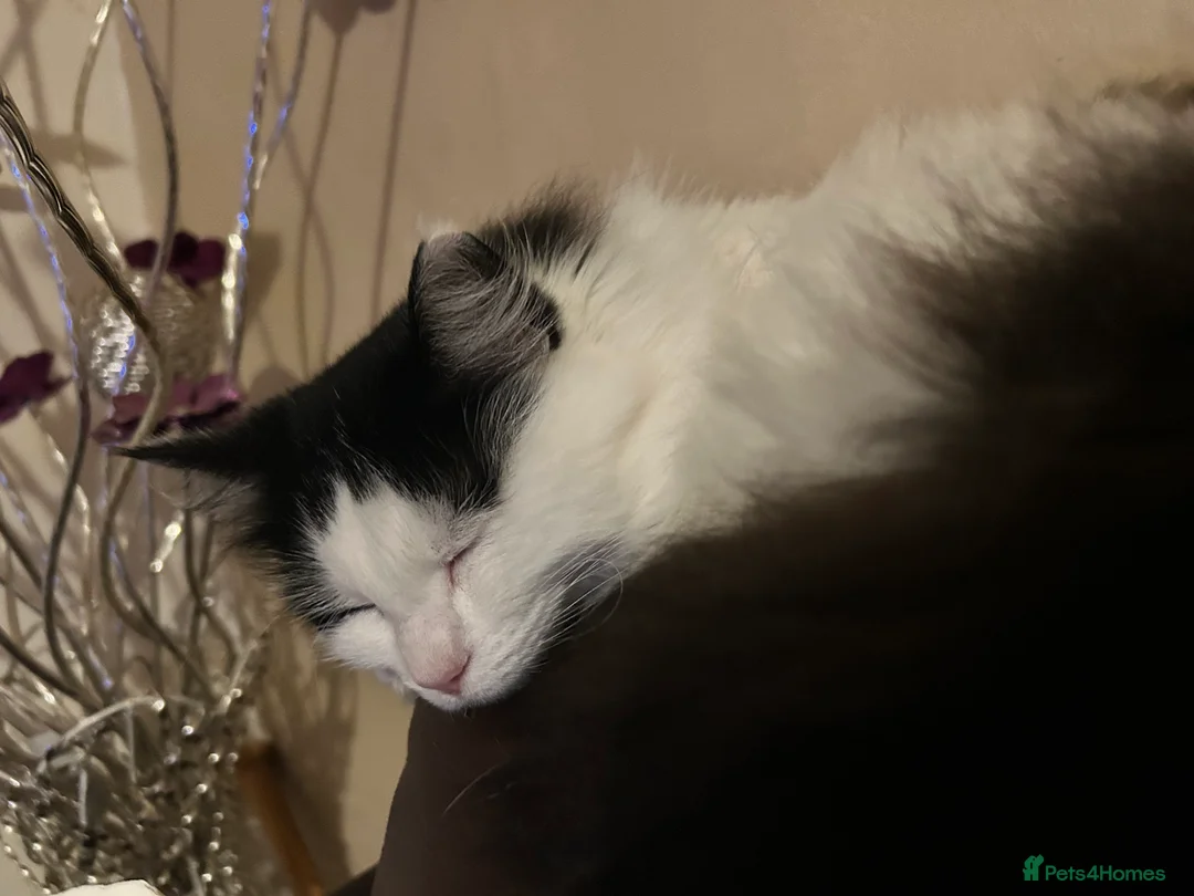 Mixed Breed cats for sale: My name is Tilly & I am 6 in Aberdare - Advert 2