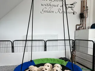 Golden Retriever dogs Fully health tested kc registered litter - Advert 17