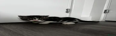 Mixed Breed 3