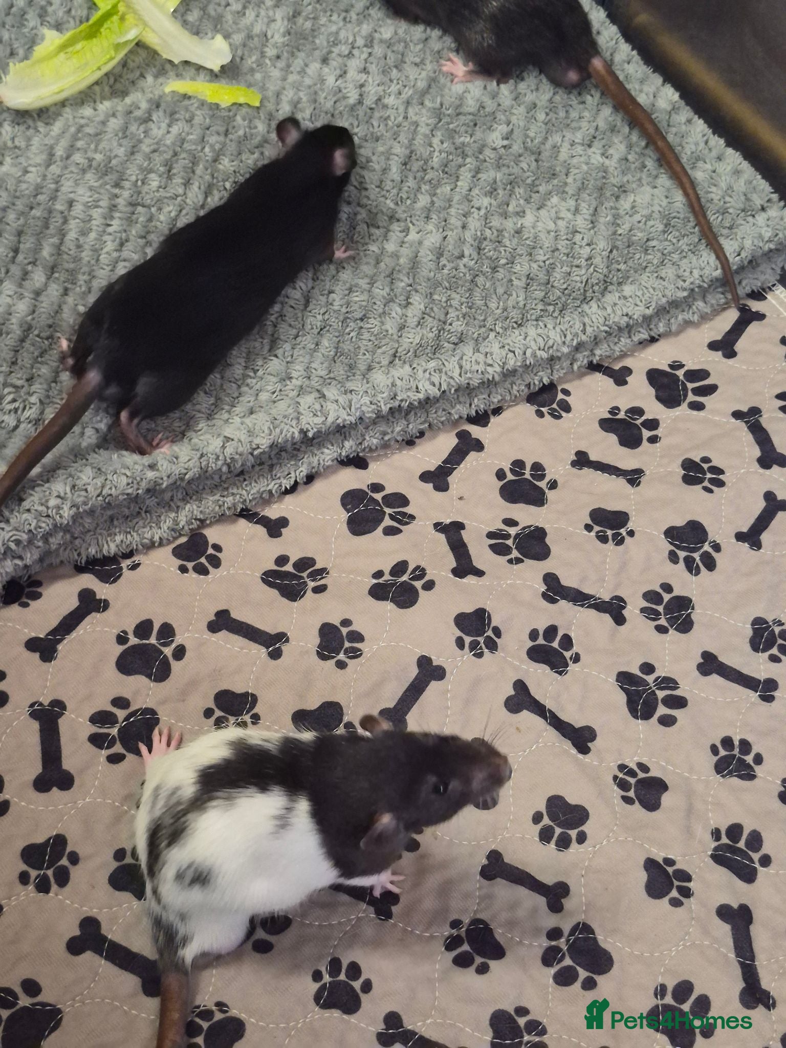Rat rodents Baby rats 7 weeks old very tame - Advert 2