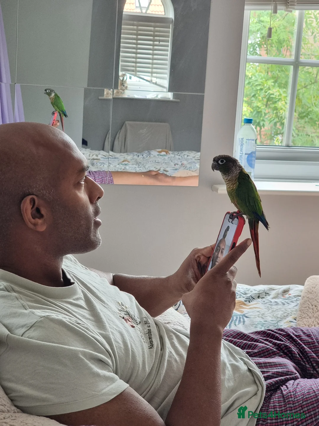 Conures birds for sale: Talented & sweet male Conure with DNA certificate - Advert 5