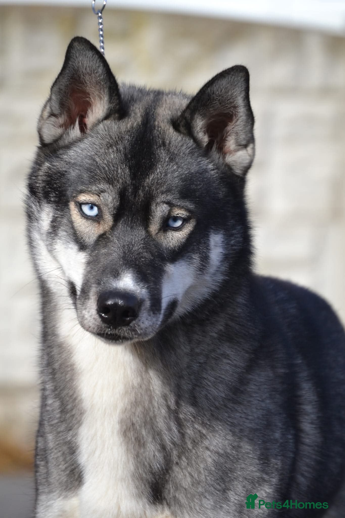 Siberian Husky dogs KC registered Siberian husky puppies - Advert 5