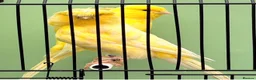 Canaries birds for sale: Persian and Lancashire canary’s  - Advert 1