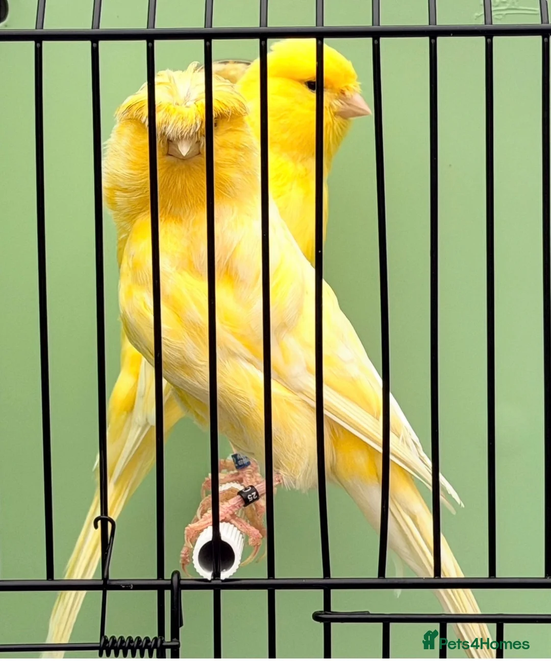 Canaries birds for sale: Persian and Lancashire canary’s  - Advert 1