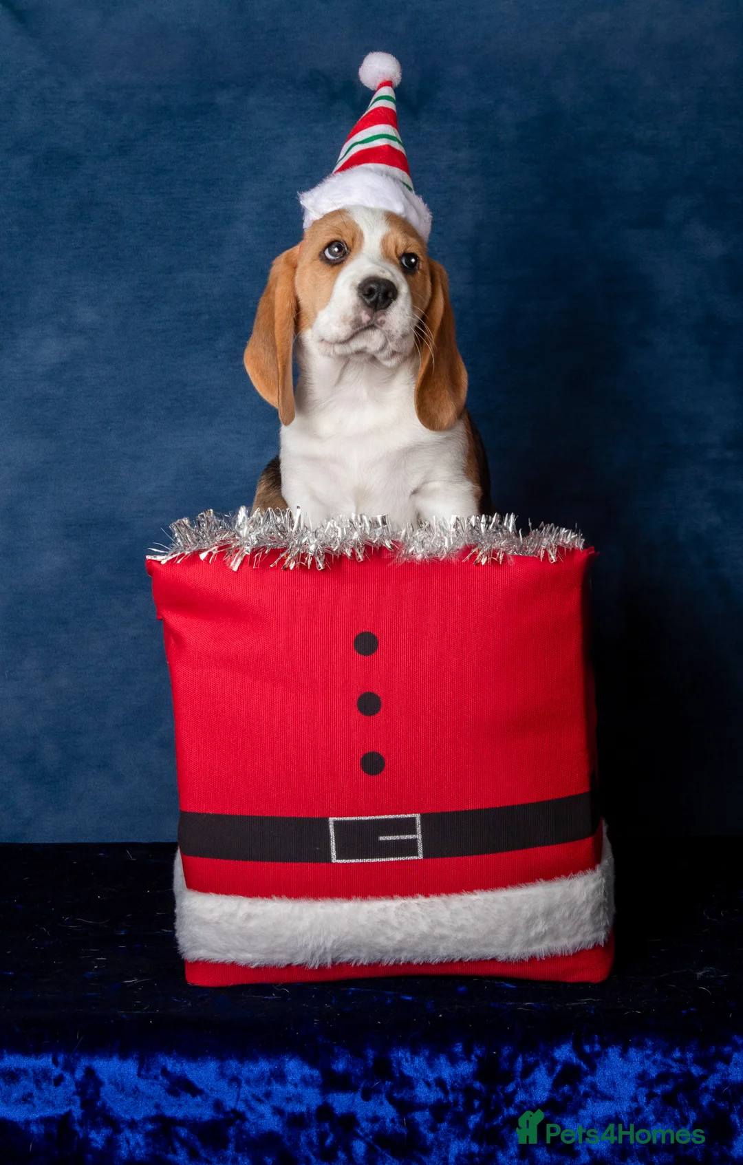 Beagle dogs for sale: CH Sired, Fully Health Tested, KC Reg, Beagle Pups - Advert 21