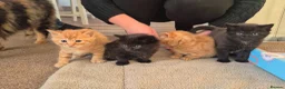 Mixed Breed cats for sale: 🖤🧡 SUPER FRIENDLY KITTENS 🧡🖤 - Advert 33