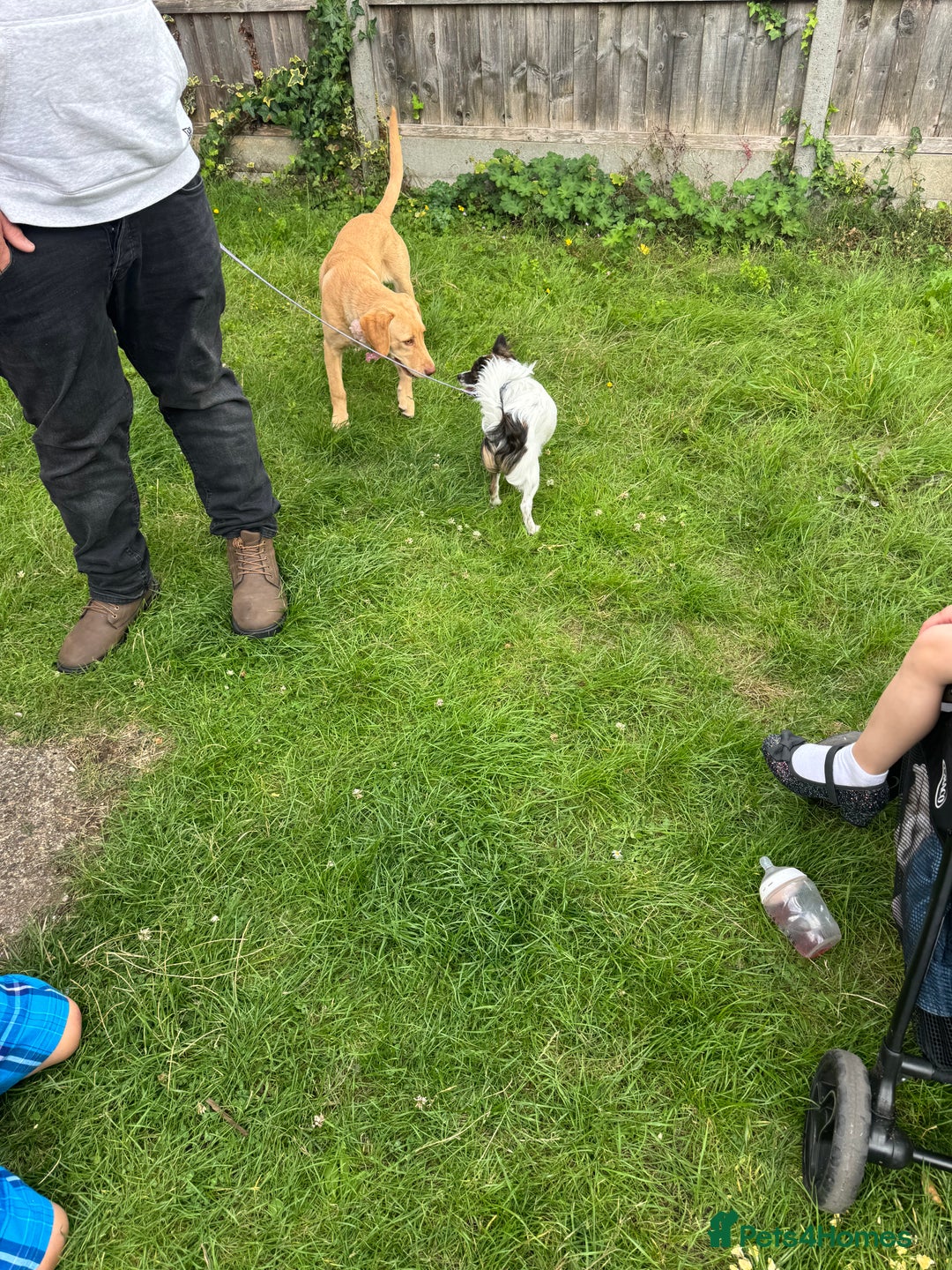 Labrador Retriever dogs for sale: nearly 7 month old labrador girl - Image 12