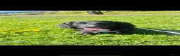 Mixed Breed dogs for sale: HUGO cocker/corgi in Mansfield - Advert 2