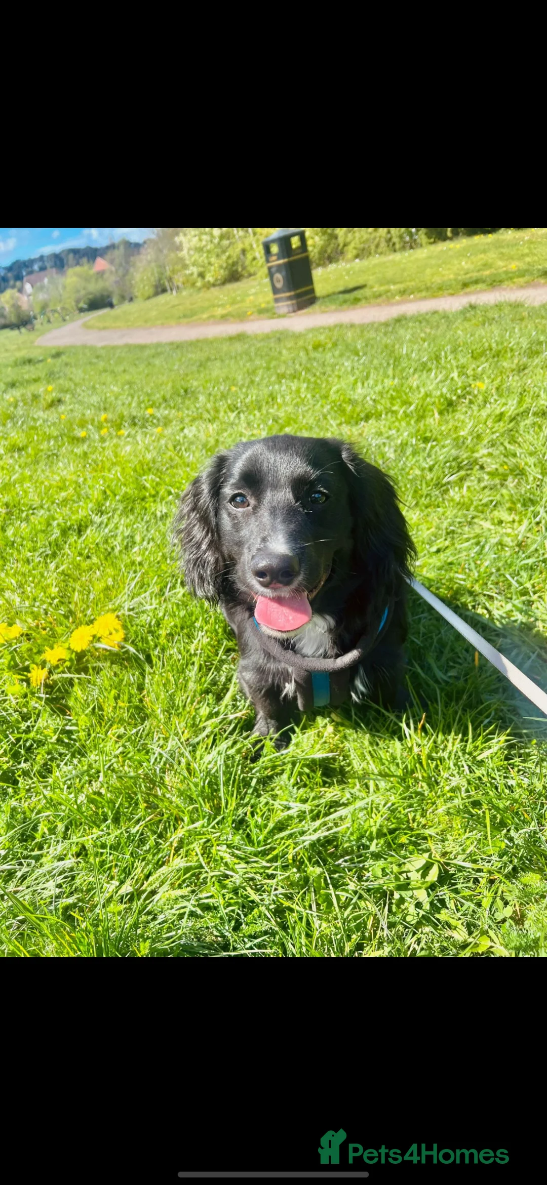 Mixed Breed dogs for sale: HUGO cocker/corgi in Mansfield - Advert 2
