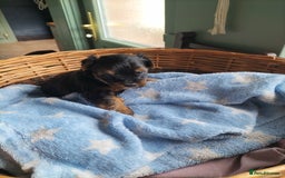 Yorkshire Terrier dogs for sale: Yorkshire terrier pups for sale - Image 3