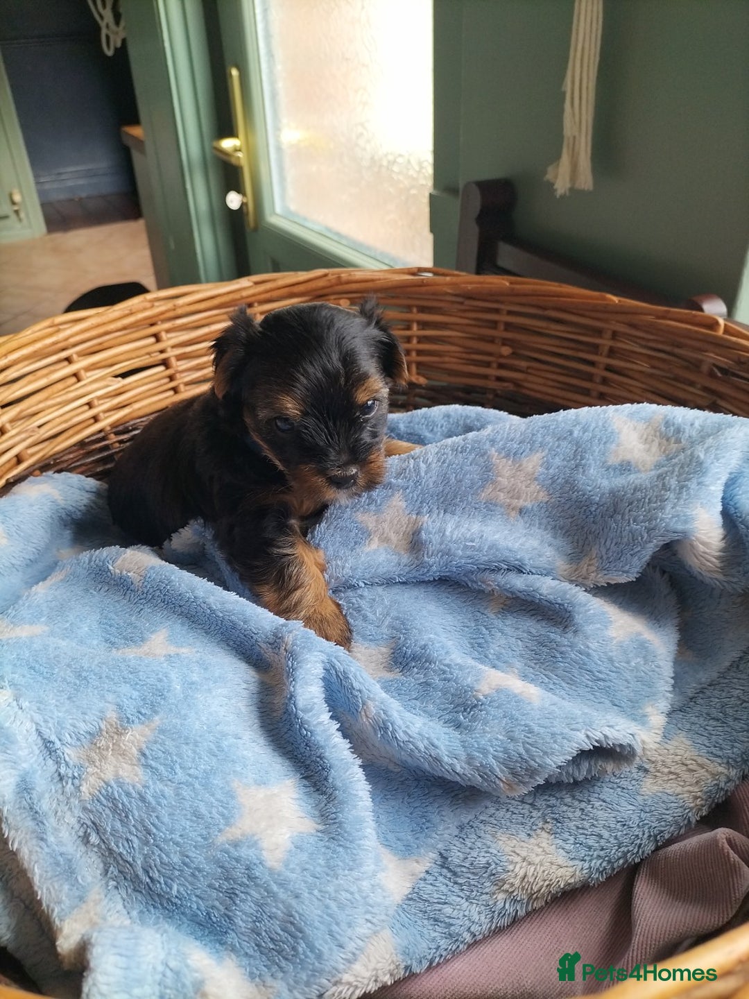 Yorkshire Terrier dogs for sale: Yorkshire terrier pups for sale - Image 3
