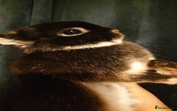 Netherland Dwarf rabbits for sale: Beatiful Rich Otter Rare Colored Netherland Dwarfs - Image 1