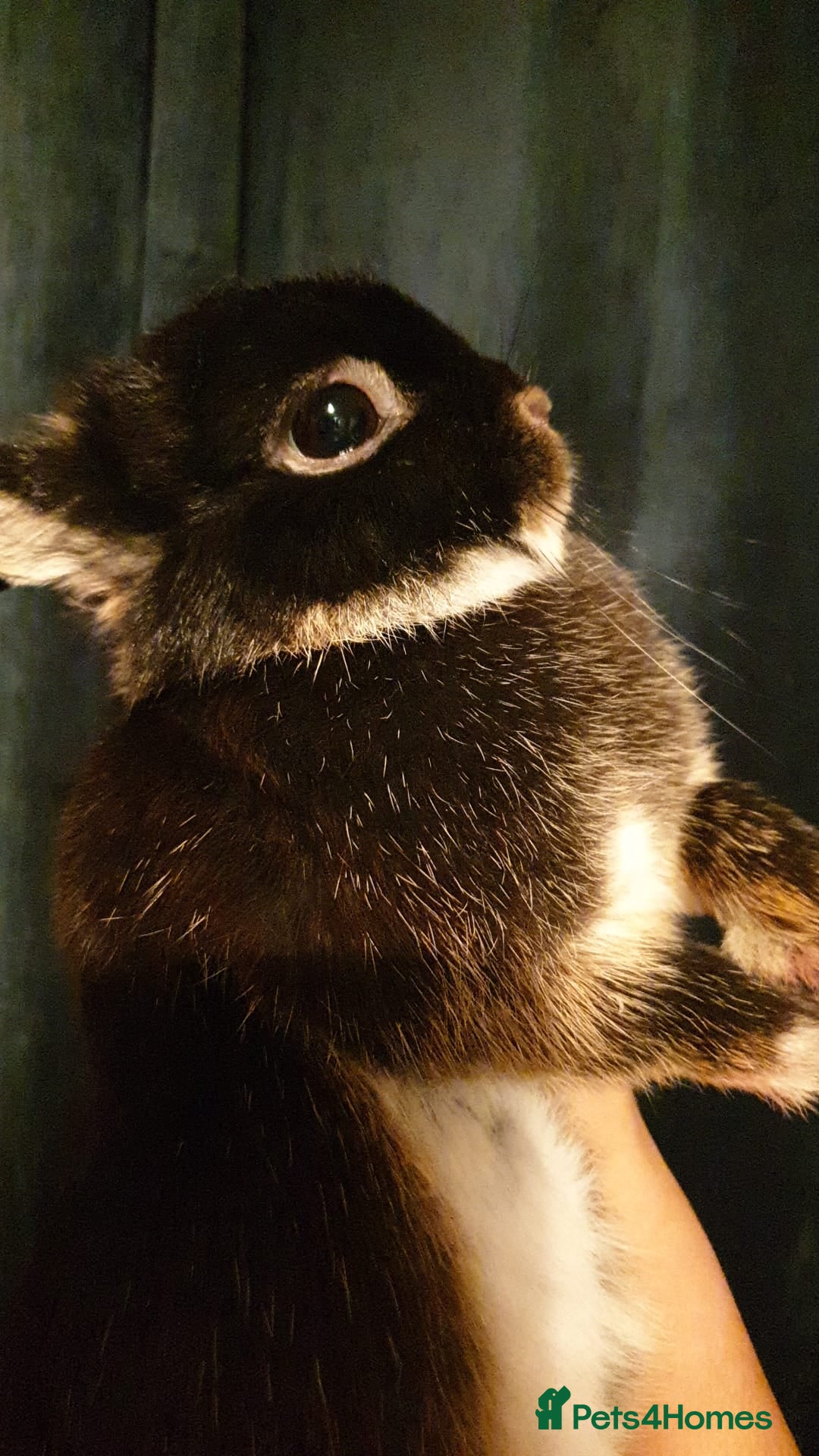 Netherland Dwarf rabbits for sale: Beatiful Rich Otter Rare Colored Netherland Dwarfs - Image 1