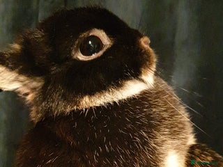 Netherland Dwarf rabbits - Advert 27