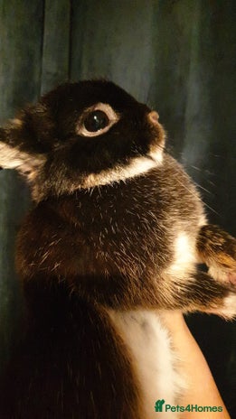 Netherland Dwarf rabbits - Advert 23