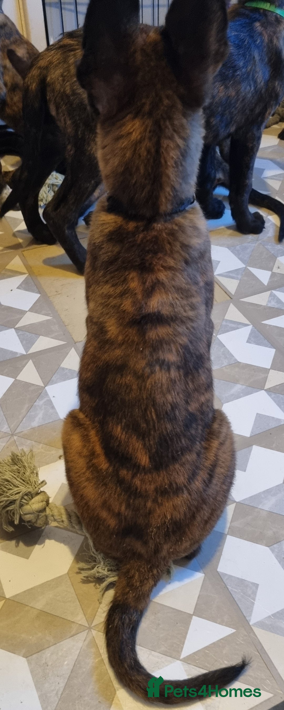 Belgian Shepherd Dog dogs for sale: READY TO GO Mother is Dutch Herder x Malinois  - Advert 29